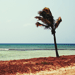 Palm